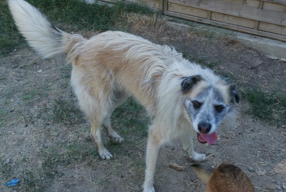 Vermisstmeldung Hund rassenmischung Männliche , 9 jahre Gargas Frankreich