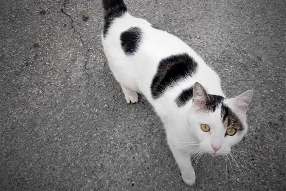 Fundmeldung Katze  Unbekannt , 5 Jahre Monteux Frankreich