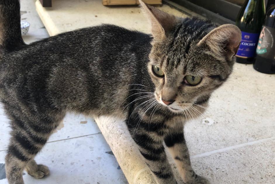 Fundmeldung Katze Weiblich Entraigues-sur-la-Sorgue Frankreich