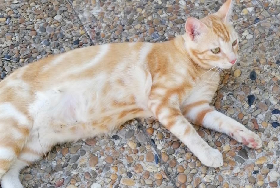 Vermisstmeldung Katze  Männliche , 2 jahre Mondragon Frankreich