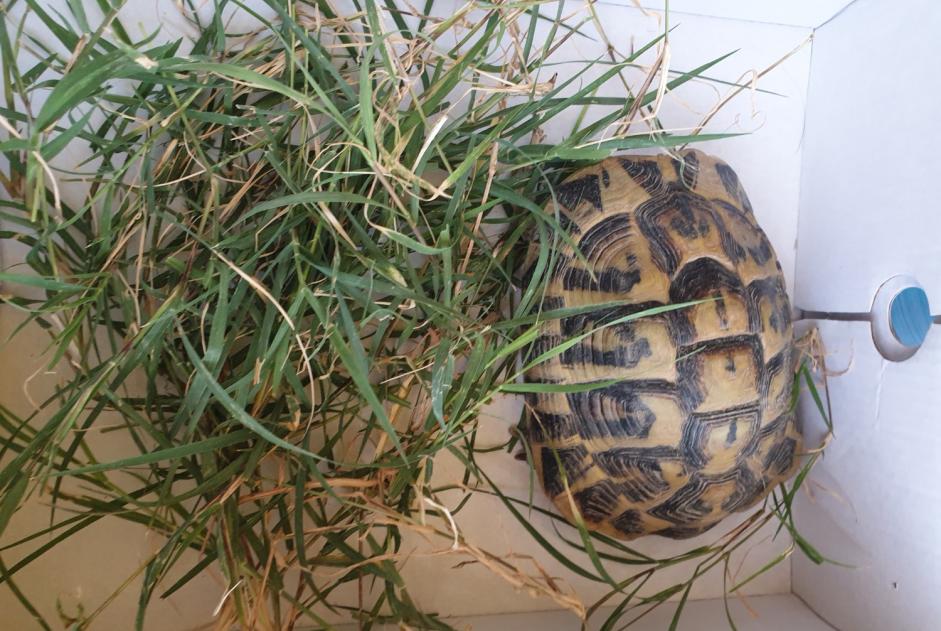Fundmeldung Schildkröte Unbekannt Pertuis Frankreich