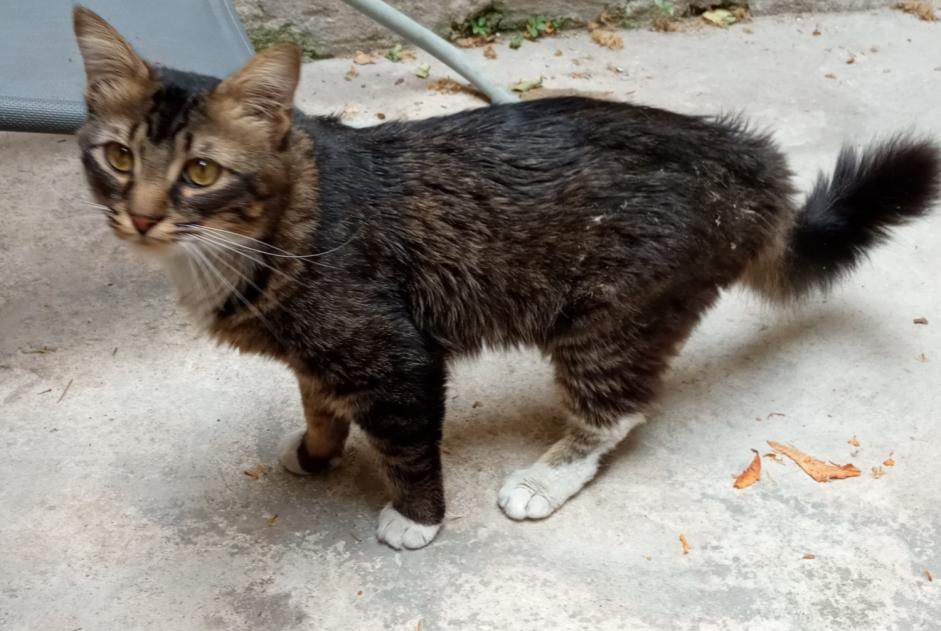 Discovery alert Cat Unknown Avignon France
