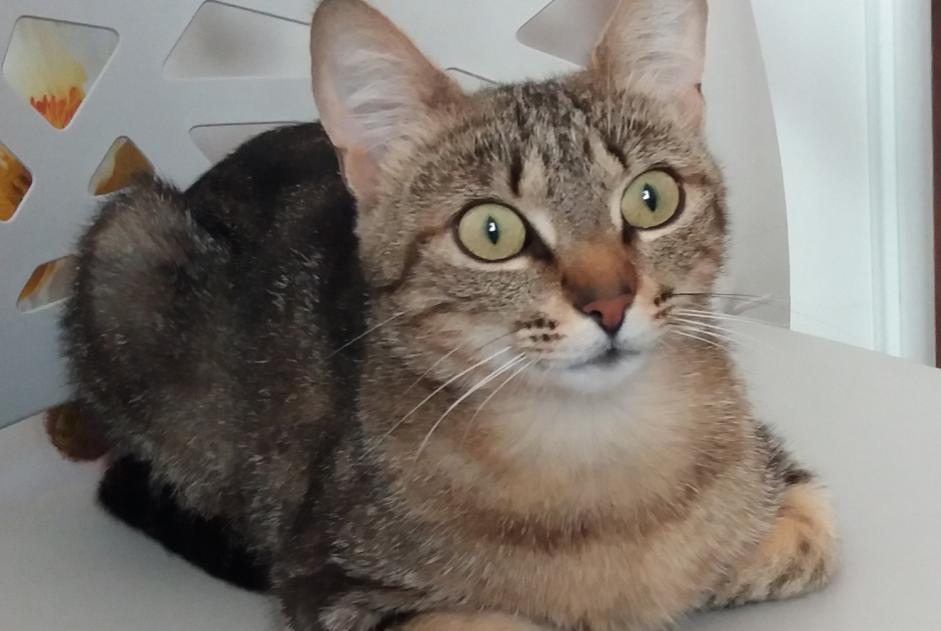 Discovery alert Cat miscegenation Female Carpentras France