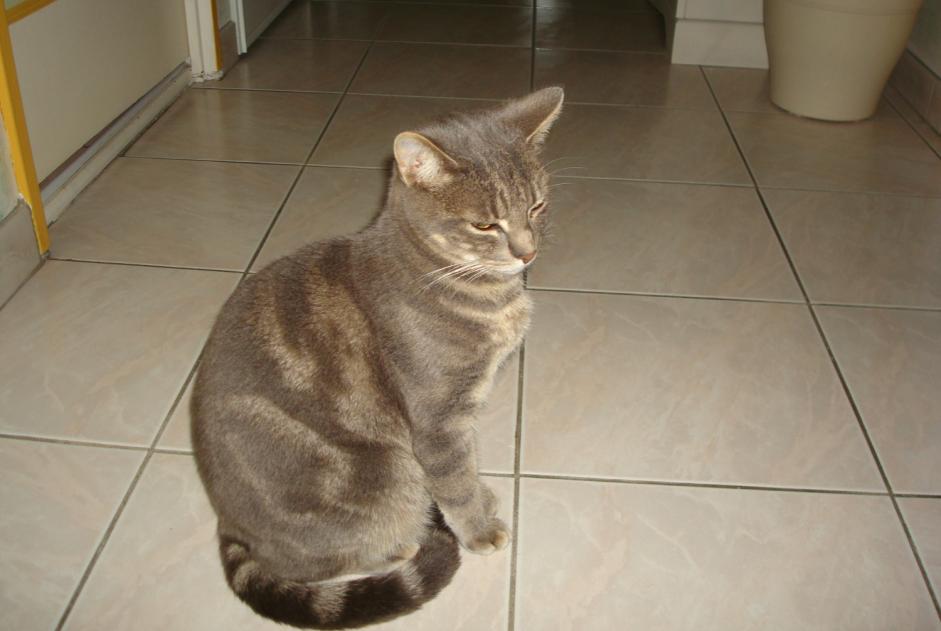 Disappearance alert Cat  Male , 2 years Le Beausset France