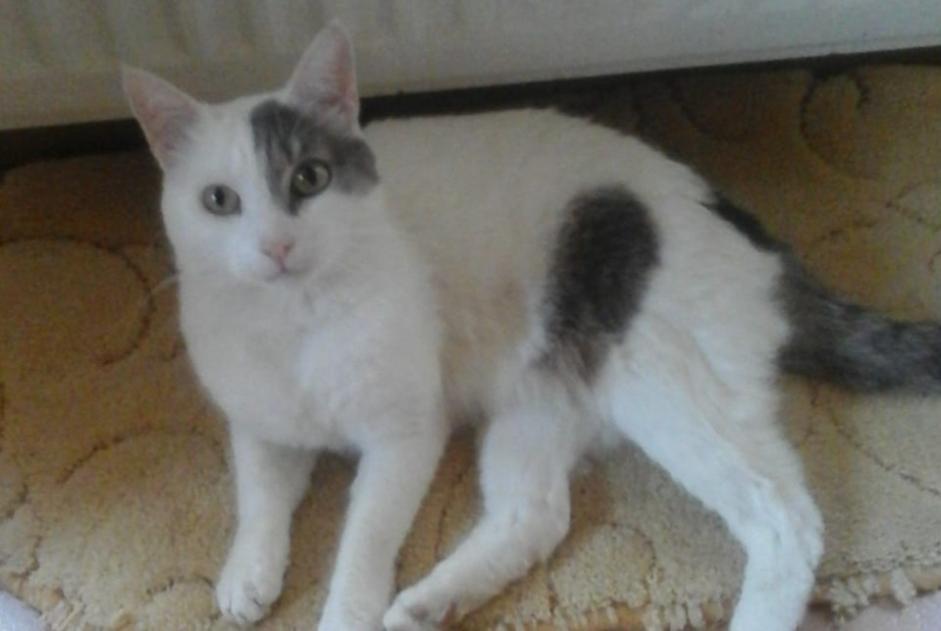Disappearance alert Cat  Male , 8 years Bédarrides France