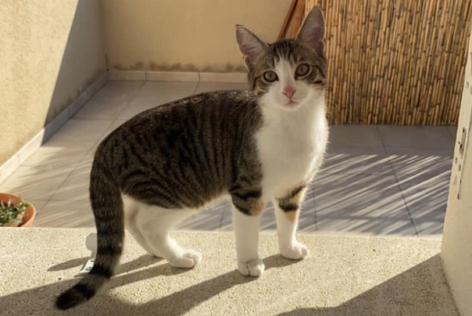 Disappearance alert Cat Male , 1 years L'Isle-sur-la-Sorgue France