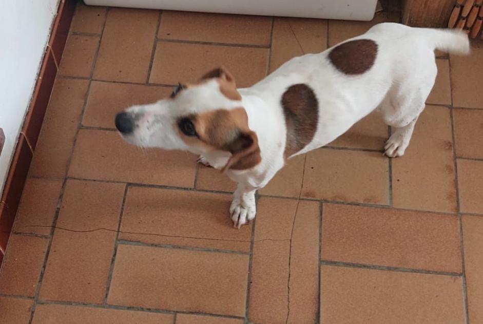 Discovery alert Dog miscegenation Female Bonnieux France