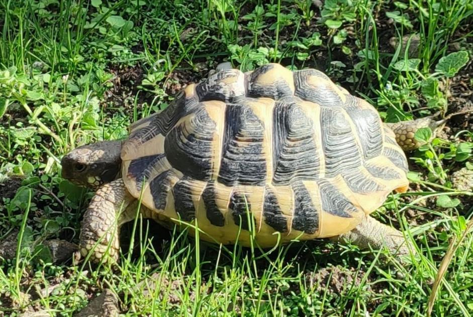 Disappearance alert Tortoise Male , 2023 years L'Isle-sur-la-Sorgue France