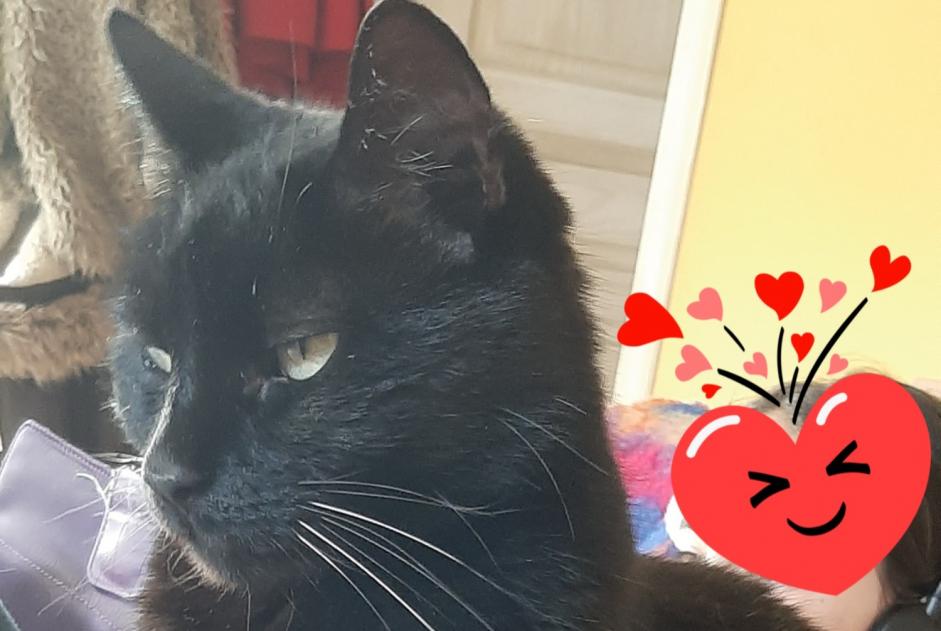 Alerta de Desaparición Gato Hembra , 14 años Bédarrides Francia