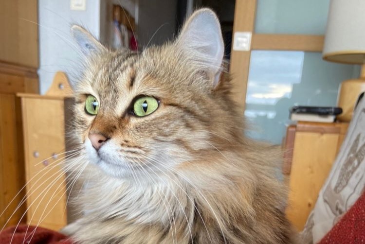 Alerta de Desaparición Gato  Hembra , 2 años Carpentras Francia