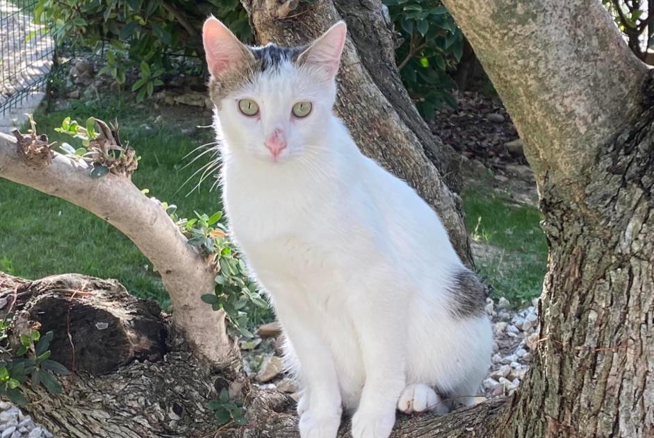 Alerta de Desaparición Gato  Macho , 2 años Orange Francia