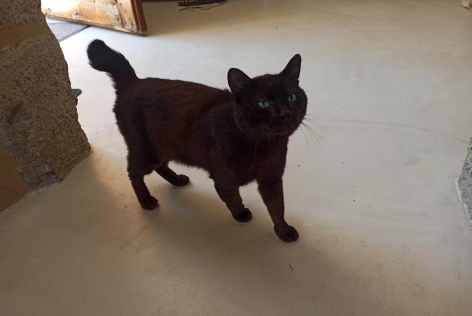 Alerta de Hallazgo Gato Macho Sarrians Francia