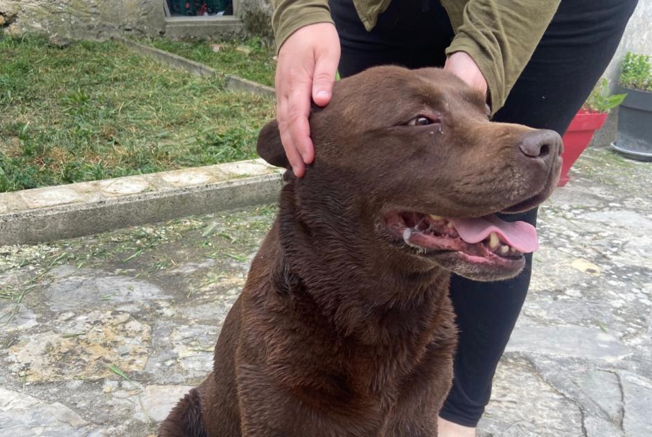 Alerta de Hallazgo Perro Macho Bollène Francia