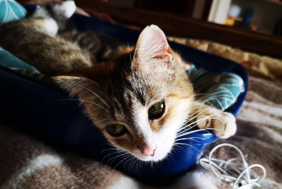Alerte Disparition Chat Femelle , 2 ans Bédoin France Alerte Disparition Chat Femelle , 2 ans Bédoin France