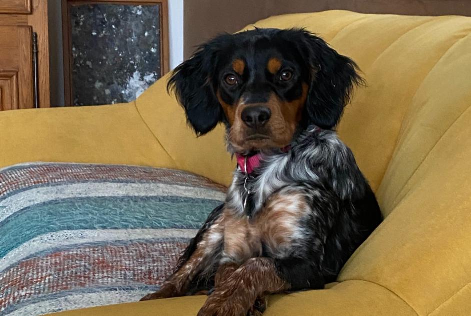 Alerte Disparition Chien Femelle , 1 ans Joucas France Alerte Disparition Chien Femelle , 1 ans Joucas France
