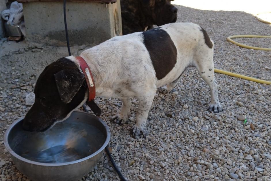 Alerte Découverte Chien  Mâle Saint-Didier France