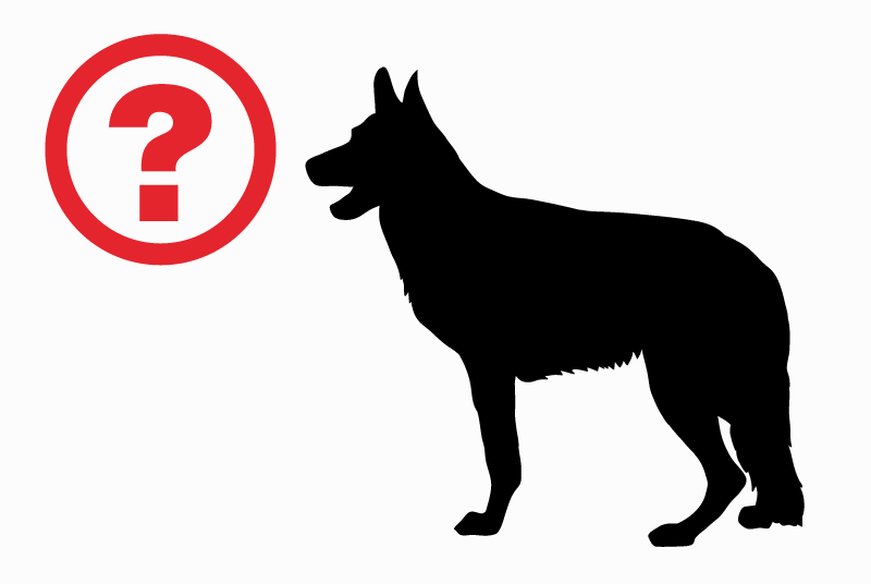 Ontdekkingsalarm Hond  Onbekend Pertuis Frankrijk