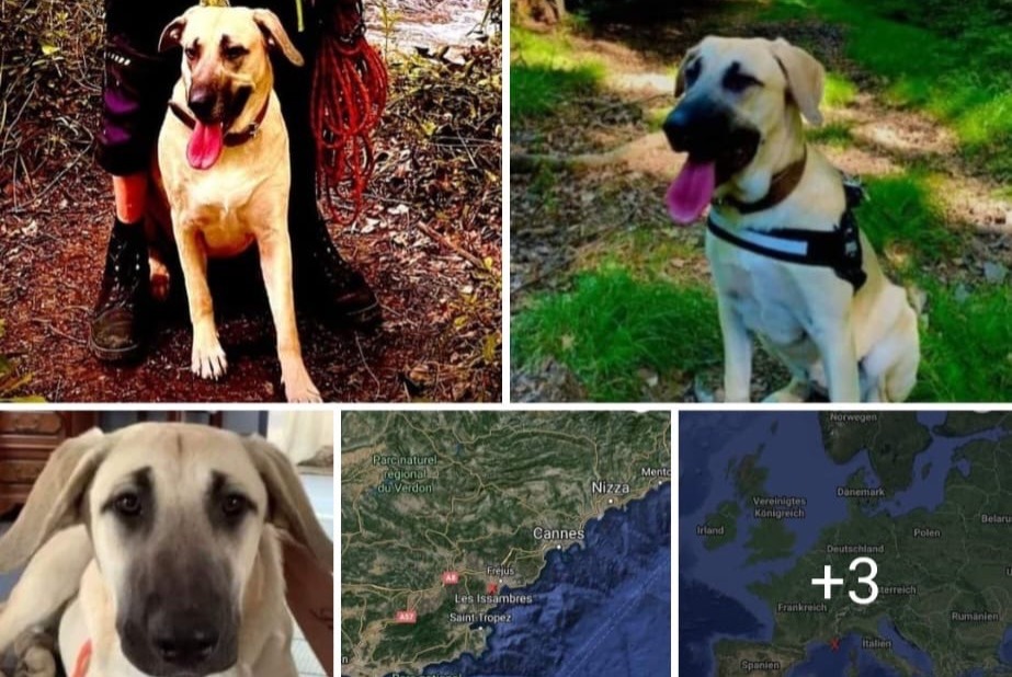 Avviso scomparsa Cane incrocio di razze Femmina , 3 anni Roquebrune-sur-Argens Francia