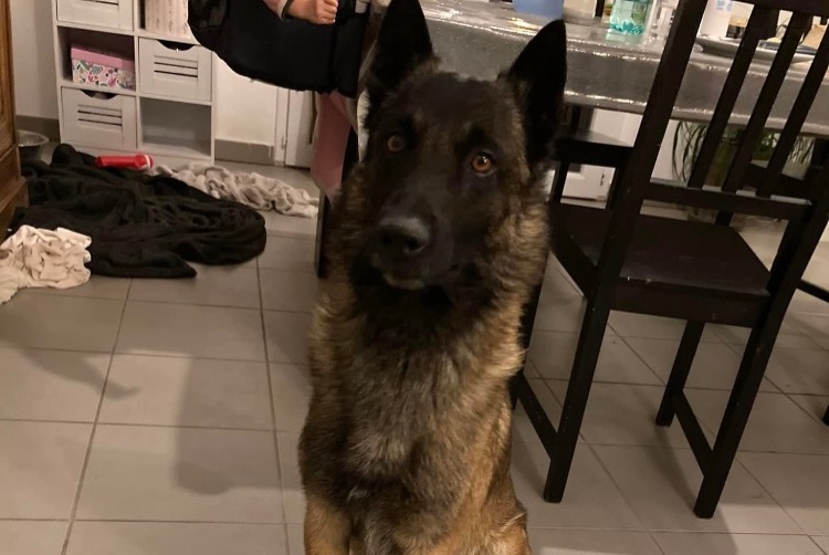 Avviso scomparsa Cane  Maschio , 6 anni Mondragon Francia