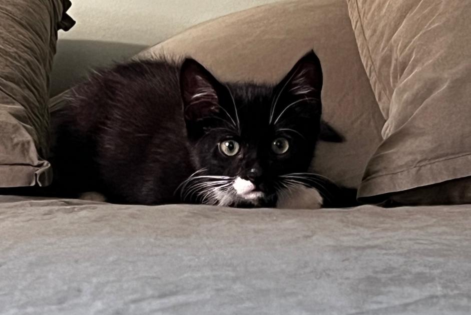 Avviso scomparsa Gatto Maschio , 0 anni Cavaillon Francia
