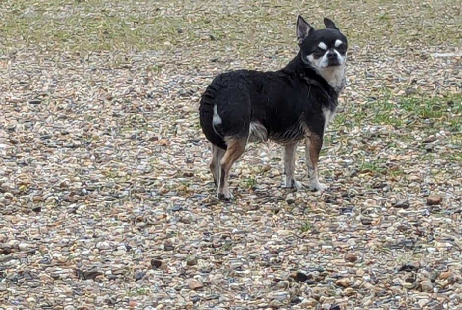 Ontdekkingsalarm Hond  Mannetje Fourques-sur-Garonne Frankrijk