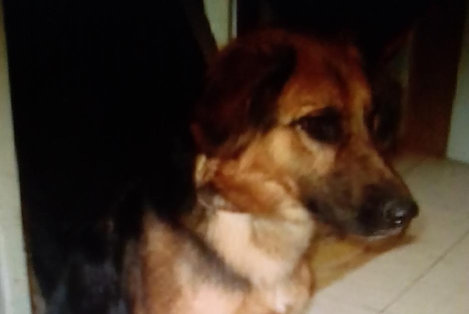 Verdwijningsalarm Hond rassenvermenging Vrouwtje , 5 jaar Sorgues Frankrijk