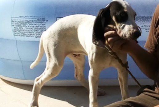 Verdwijningsalarm Hond  Mannetje , 5 jaar Caumont-sur-Durance Frankrijk