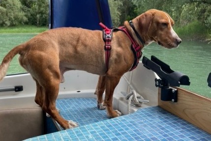 Alerta desaparecimento Cão cruzamento Macho , 3 anos Peypin-d'Aigues France