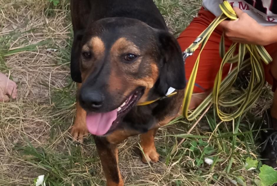 Alerta descoberta Cão Macho Sarrians France