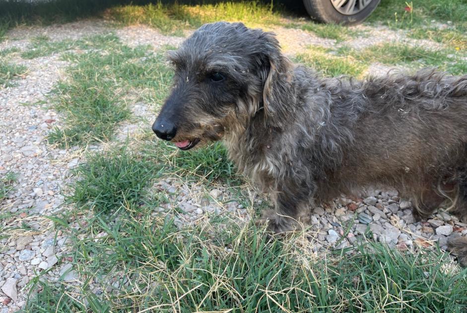 Alerta descoberta Cão  Macho La Bastidonne France