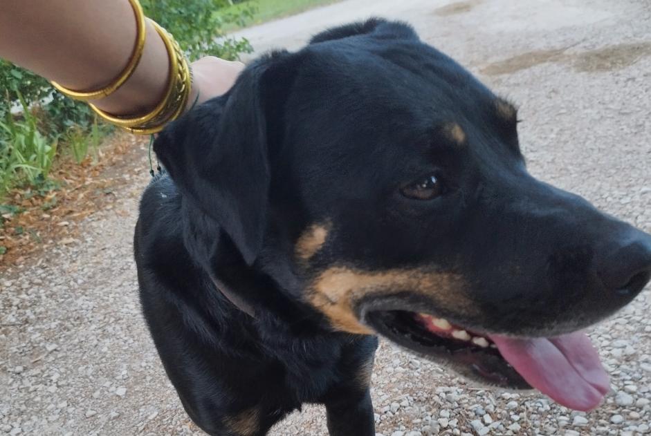 Alerta descoberta Cão cruzamento Macho Avignon France