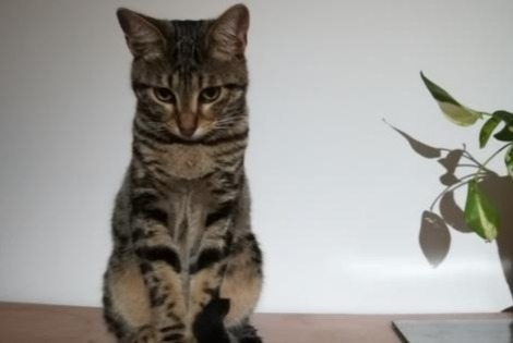Alerta desaparecimento Gato Macho , 4 anos Allauch France Alerta desaparecimento Gato Macho , 4 anos Allauch France