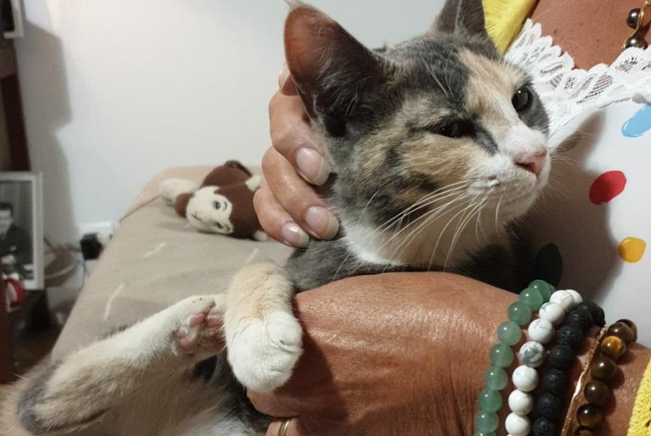 Alerta descoberta Gato cruzamento Fêmea Avignon France